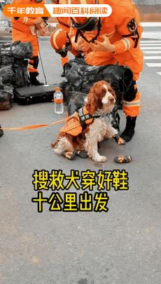 搜救犬跟训导员跑十公里，休息后竟知道带走喝完的空水瓶！太聪明(图3)