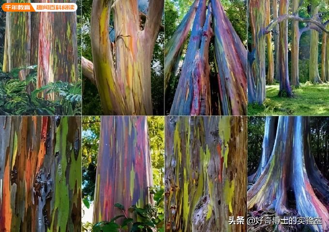 冷知识：树皮是五颜六色的“彩虹树”见过没？(图8)
