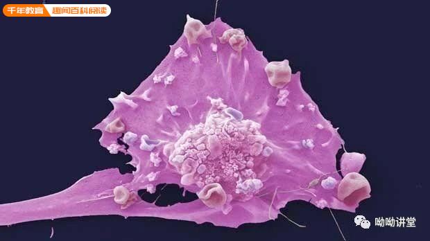 阿特珠单抗+nab-紫杉醇组合获批用于三阴性乳腺癌(图2)