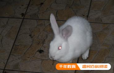 雄兔与雌兔的区别图片,公兔子的蛋蛋图片(图3)
