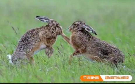 雄兔与雌兔的区别图片,公兔子的蛋蛋图片(图1)