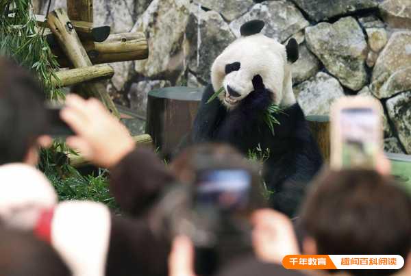中国不再送日本大熊猫?大熊猫永明还能回国吗(图1)