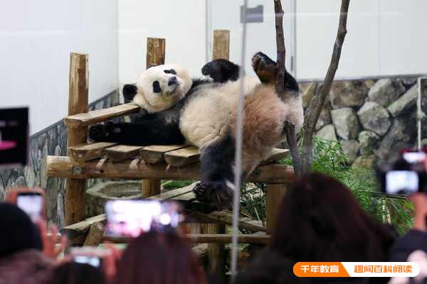 中国不再送日本大熊猫?大熊猫永明还能回国吗(图2)