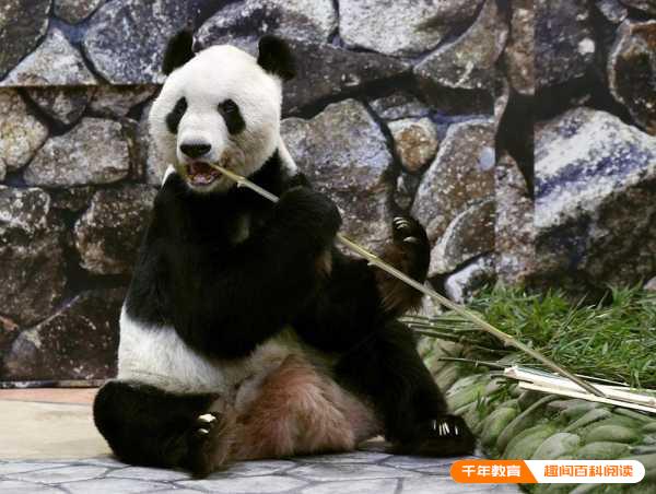 中国不再送日本大熊猫?大熊猫永明还能回国吗(图3)